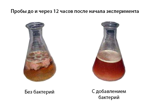 Работа бактерий